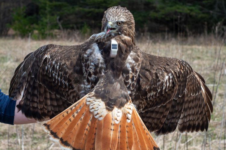 Image of a red-tailed hawk with a GPS transmitter tagged to its ear.